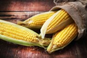 Le Mexique bannit le maïs OGM et le glyphosate !