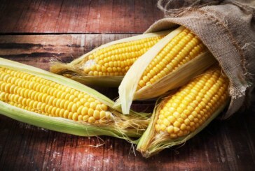 Le Mexique bannit le maïs OGM et le glyphosate !