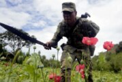 Dossier- Au Mexique, le fentanyl menace les producteurs de pavot à opium ! (Video reportage)