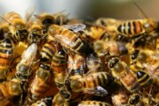 Des millions d’abeilles mortes au Mexique selon l’UNAM !