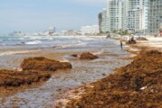 Algues sargasses, le cauchemar de Quintana Roo continue ! (video)