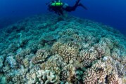 Reportage – Les coraux des Caraïbes en danger de mort ! (Videos)