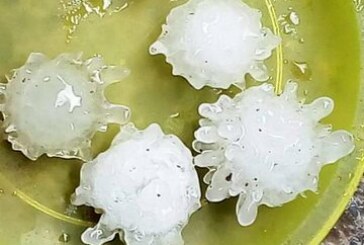 Insolite – Des grêlons «en forme de coronavirus» tombent au Mexique ! (Video)