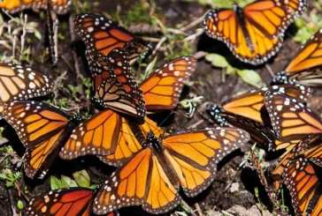 La migration des papillons monarques entre Canada et Mexique a diminué de 59% !